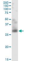 Anti-TNFSF12 Mouse Monoclonal Antibody [clone: 4H3]