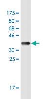 Anti-IL12A Mouse Monoclonal Antibody [clone: 1A6]