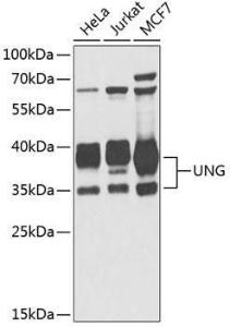 Western blot analysis of extracts of various cell lines, using Anti-UNG Antibody (A11430) at 1:1000 dilution