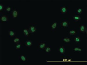 Anti-FOXA1 Mouse Monoclonal Antibody [clone: 3C1]