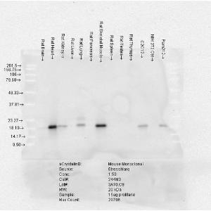 Anticorps monoclonal de souris anti-cristalline alpha B [Clone : 3A10.C9]