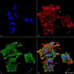 Anticorps monoclonal de souris anti-cristalline alpha B [Clone : 3A10.C9]