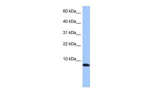 Anti-TNP1 Rabbit Polyclonal Antibody