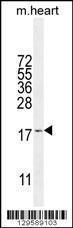 Anti-SNR27 Rabbit Polyclonal Antibody (HRP (Horseradish Peroxidase))