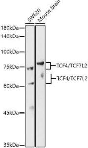 Antibody A308858-100 100 µl