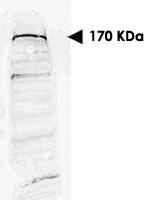 Anti-SETDB1 Rabbit Polyclonal Antibody