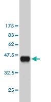 Anti-TP53RK Mouse Monoclonal Antibody [clone: 2A9]