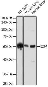 Western blot analysis of extracts of various cell lines, using Anti-E2F4 Antibody [ARC2223] (A308859) at 1:1,000 dilution The secondary antibody was Goat Anti-Rabbit IgG H&L Antibody (HRP) at 1:10,000 dilution Lysates/proteins were present at 25 µg per lane