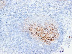 Anti-CD21 Mouse Monoclonal Antibody [clone: ABT-CD21]