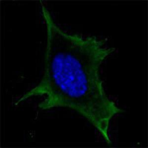 Anti-CALR Mouse Monoclonal Antibody [clone: 1G6A7]