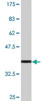 Anti-DAP Mouse Monoclonal Antibody [clone: 3C5]