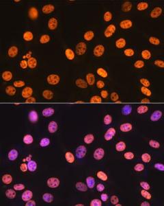 Immunofluorescence analysis of NIH-3T3 cells using Anti-SAM68 Antibody [ARC0858] (A307676) at a dilution of 1:100 (40x lens) DAPI was used to stain the cell nuclei (blue)