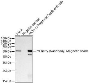 Immunoprecipitation analysis of 300 µg extracts cell lysate from 293T cells transfected with mcherry-tag expression using 30µl of Anti-mCherry Nanobody (Magnetic Beads) (A309779)