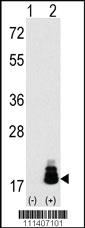 Anti-EIF4EBP1 Rabbit Polyclonal Antibody