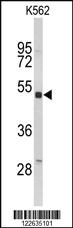 Anti-KIR3DL3 Rabbit Polyclonal Antibody