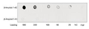 Anti-beta-Amyloid Rabbit polyclonal antibody