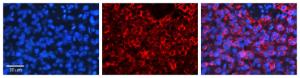 Anti-PSEN2 Rabbit Polyclonal Antibody