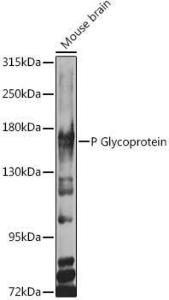 Western blot analysis of extracts of various cell lines, using Anti-P Glycoprotein Antibody (A11432) at 1:1,000 dilution