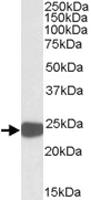 Anti-PRDX1 Goat Polyclonal Antibody