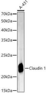 Anti-Claudin 1 Rabbit Polyclonal Antibody