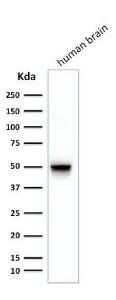 Antibody anti-GFAP SPM248 100 µg