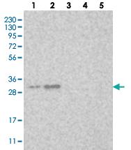 Anti-MBLAC2 Rabbit Polyclonal Antibody