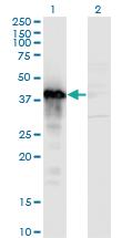 Anti-TCEA3 Mouse Monoclonal Antibody [clone: 2C9]