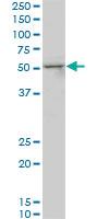 Anti-SMAD3 Mouse Monoclonal Antibody [clone: 4D5]