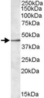 Anti-SIGLEC8 Goat Polyclonal Antibody