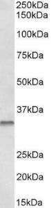 Anti-CASP6 Goat Polyclonal Antibody