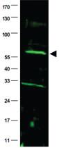 Anti-FANCC Rabbit Polyclonal Antibody