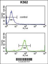 Anti-SNAP23 Rabbit Polyclonal Antibody