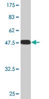 Anti-DNAJC27 Mouse Monoclonal Antibody [clone: 3C1]