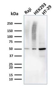 Western blot analysis of human Raji, HEK293, and HT-29 cell lysates using Anti-MMP3 Antibody [MMP3/2655]