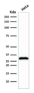 Western blot analysis of human HeLa cell lysate using Anti-CDK1 Antibody [POH-1]