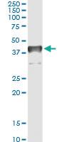 Anti-TCEA3 Mouse Monoclonal Antibody [clone: 2C9]