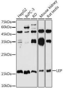 Western blot analysis of extracts of various cell lines, using Anti-Leptin Antibody (A11435) at 1:1,000 dilution