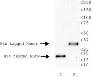 Anti-6X His tag Mouse Monoclonal Antibody [clone: AD1.1.10]