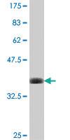 Anti-FGF14 Mouse Polyclonal Antibody