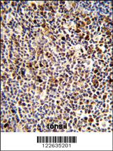 Anti-KIR3DL3 Rabbit Polyclonal Antibody