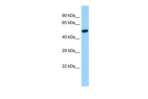 Anti-PSEN2 Rabbit Polyclonal Antibody