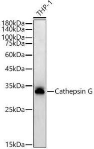 Western blot analysis of extracts of THP-1 cells, using Anti-Cathepsin G Antibody [ARC54792] (A308868) at 1:1,000 dilution