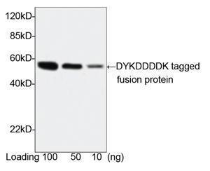 Anti-DYKDDDDK Tag Rabbit Polyclonal Antibody