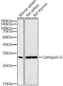 Western blot analysis of extracts of various cell lines, using Anti-Cathepsin G Antibody [ARC54792] (A308868) at 1:1,000 dilution