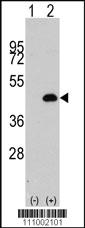 Anti-JUN Rabbit Polyclonal Antibody