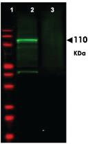 Anti-GGA3 Rabbit Polyclonal Antibody