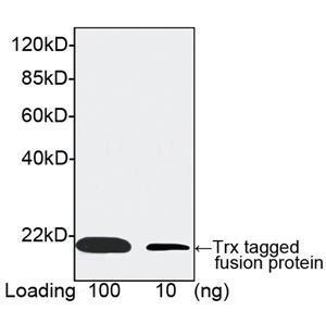 Anti-Trx-tag Mouse Monoclonal Antibody