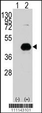 Anti-JUN Rabbit Polyclonal Antibody