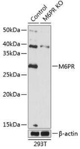 Western blot analysis of extracts from normal (control) and M6PR knockout (KO) 293T cells, using Anti-M6PR (cation dependent) Antibody (A308871) at 1:500 dilution. The secondary antibody was Goat Anti-Rabbit IgG H&L Antibody (HRP) at 1:10,000 dilution.