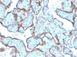 Immunohistochemical analysis of formalin-fixed, paraffin-embedded human placenta using Anti-MMP3 Antibody [MMP3/2806]